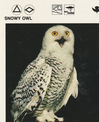 Vintage 1975 Leisure Books Animal Card: crdgin3: SNOWY OWL