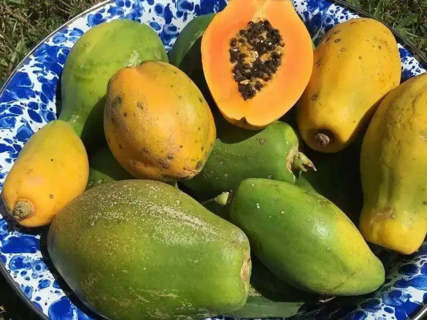  150 seeds Mexican Papaya Seeds