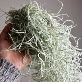 1 lb. of Spanish Moss for Arts, Crafts Decor etc.