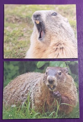 Ground Hog Magnets