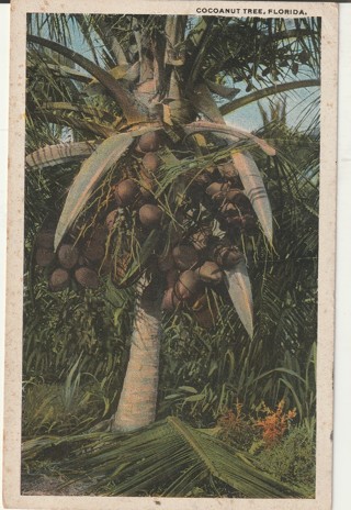 Vintage Unused Postcard: gin k: Coconut Tree