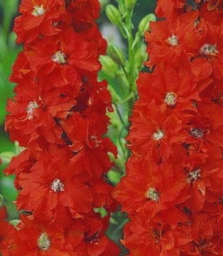 Red Delphinium