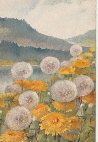 Vintage Unused Postcard: Linen: Dandelions