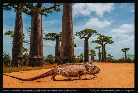  Postcard - Magic nature - Madagascar