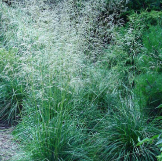 Tufted Hair Grass--Deschampsia Flexuosa
