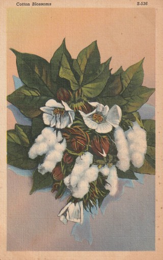 Vintage Unused Postcard: k: Cotton Blossoms