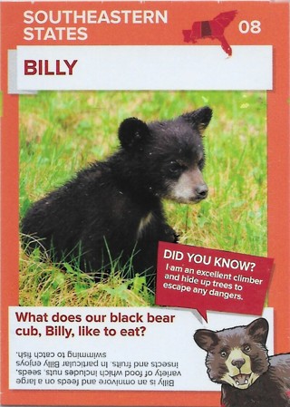  2016 Go Wild in the USA Southeastern States #8 Billy (black bear cub)