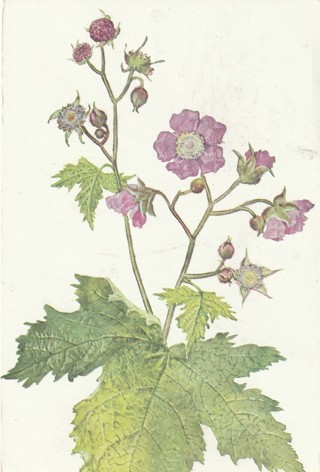 Vintage Unused Postcard: (B): Flowering Raspberry