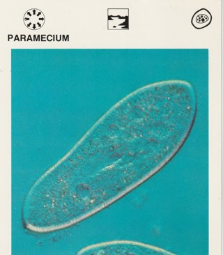 Vintage 1975 Leisure Books Animal Card. PARAMECIUM