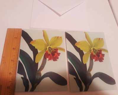 2 Daffodil Notecards (with Envelopes)