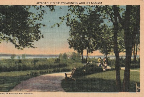 Vintage Unused Postcard: s: Approach to Pymatuning Wild Life Museum