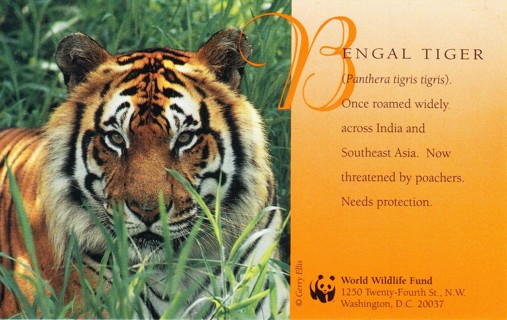 Vintage Postcard Bengal Tiger