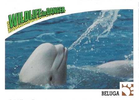  1992 Panini Wildlife in Danger #39 Beluga