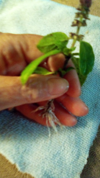 Holy Basil clipping ,easy to grow 