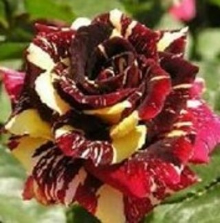 A New Red Osiria Rose