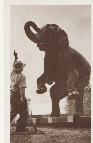 Vintage Unused Postcard: Black & White: St Louis Zoo, MO