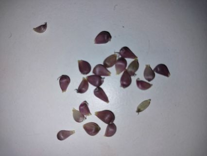 20 garlic allium seeds