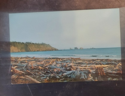 Driftwood On Washington's Coast Postcard 