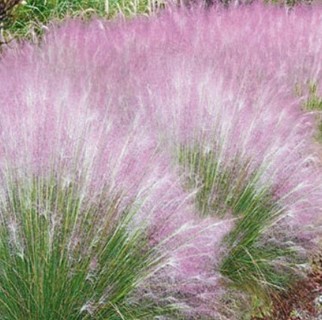 Short Purple Pampas