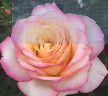 Pink and yellow Rose!