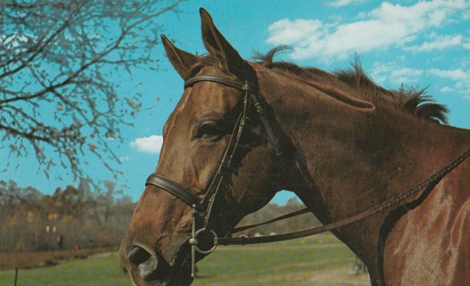 Vintage Unused Postcard:  (g) Thoroughbred Mare, Kabula