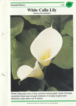 Success with Plants Leaflet: White Calla Lily