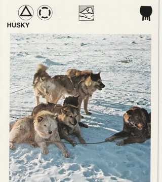 Vintage 1975 Leisure Books Animal Card crdgin6: HUSKY