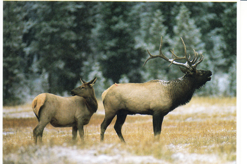 Vintage Postcard Elk Bulls