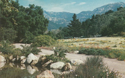 Vintage Unused Postcard: GIN: Santa Barbara Botanical Gardens, CA