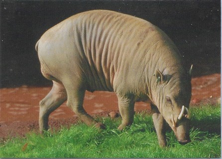 1993 World Famous San Diego Zoo #65 Babirusa