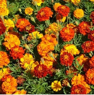 Sparky Mixed Marigold 