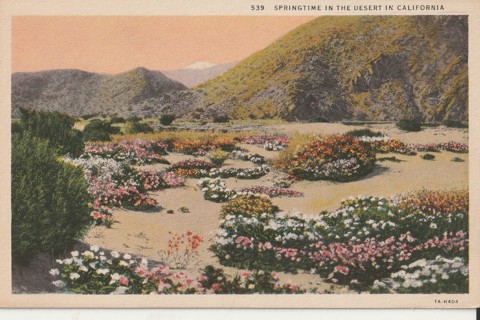 Vintage Unused Postcard: e: Springtime in CAlifornia