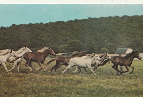 Vintage Unused Postcard:  Bob Evans Farms, Rio Grande, Ohio