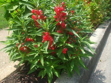 50 seeds of Balsam Impatiens Flowers - great color mixture