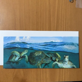 Green Sea Turtles Note Card 