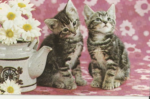 Vintage Unused Postcard: Cat