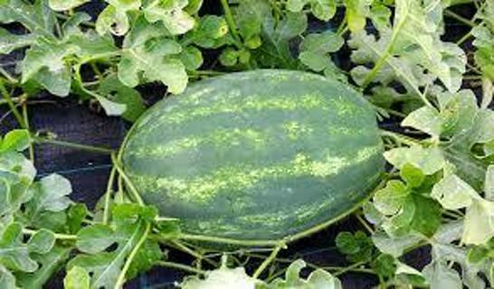 Packet of Tendersweet Watermelon Homegrown For 2024 Gardening Season Melons Yellow/Orange **