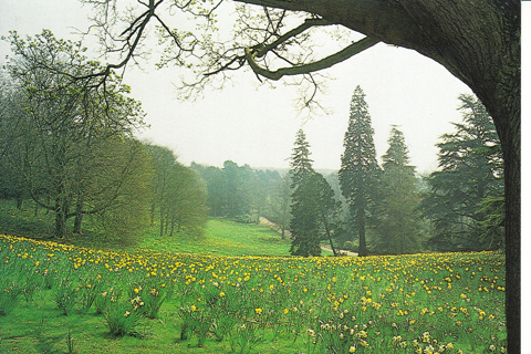 Vintage Postcard Daffodil Valley, Buckingamshire, England