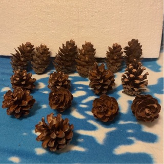 Set of 15 Pinecones