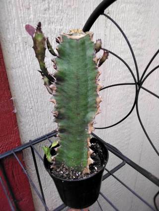 AFRICAN FRIENDSHIP CACTUS (Propagation Euphorbia)  Rooting - 6" and thick girth ;)