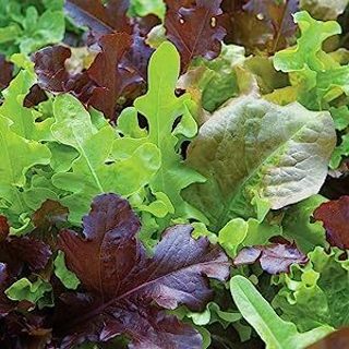 Gourmet Blend Lettuce Mix USDA Organic 