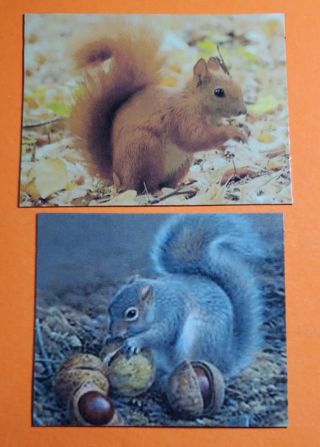 Squirrel Magnets