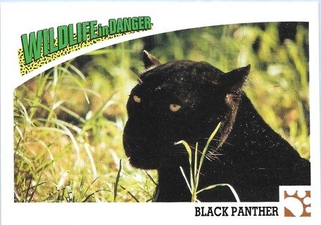 1992 Panini Wildlife in Danger #27 Black Panther