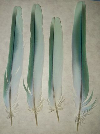 4 Light Blue/Teal/Aqua Feathers - from Blue Quaker Parrot - from molts.