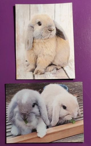 2 cute Bunny Rabbit Magnets