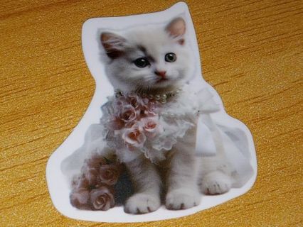 Cat Cute one nice vinyl sticker no refunds regular mail only Very nice quality!