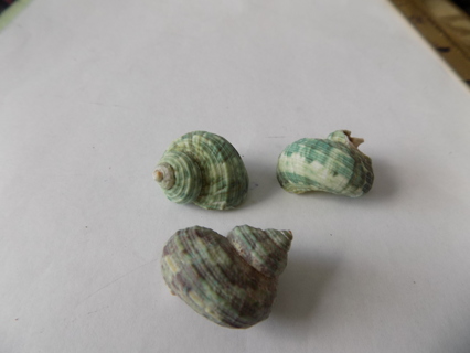 3 green small spiral sea shells