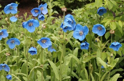 Pretty Himalayan Blue Poppies