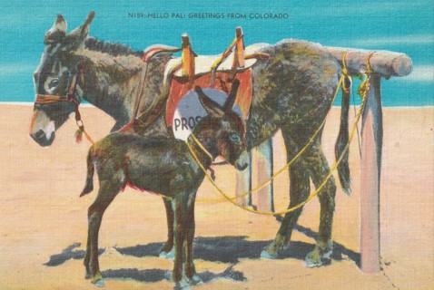 Vintage Unused Postcard: e: Greetings from Colorado