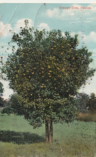 Vintage Used Postcard: (m): 1910 Orange Tree, FL